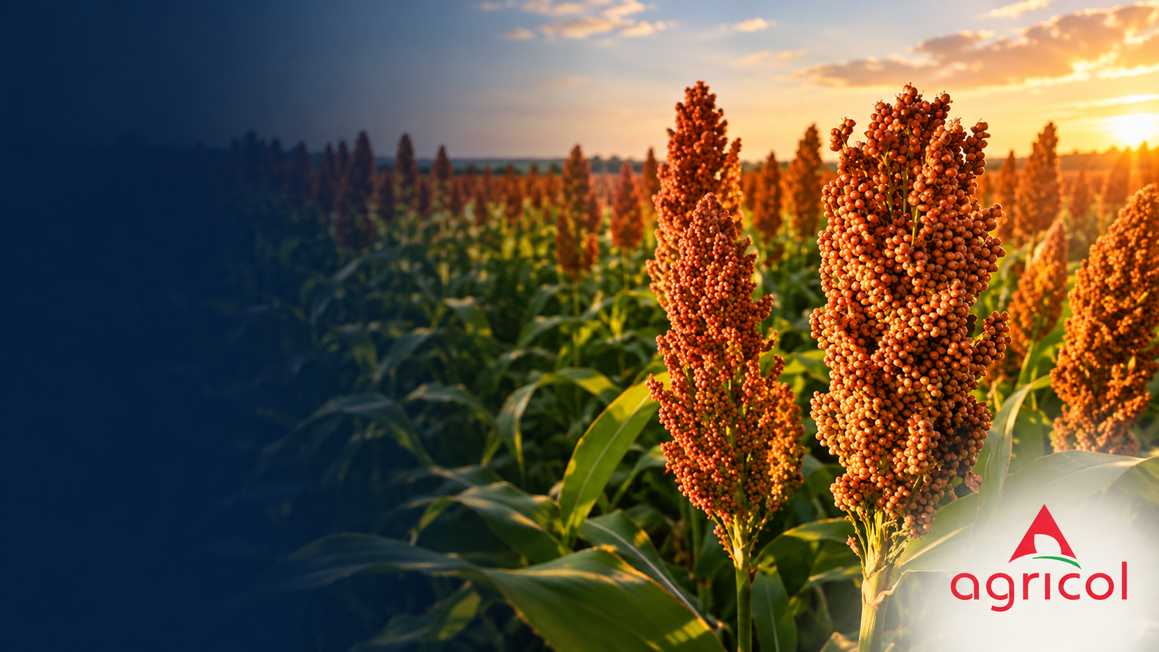 Agricol Empowers Farmers with Location-Based Insights Through a Mobile App